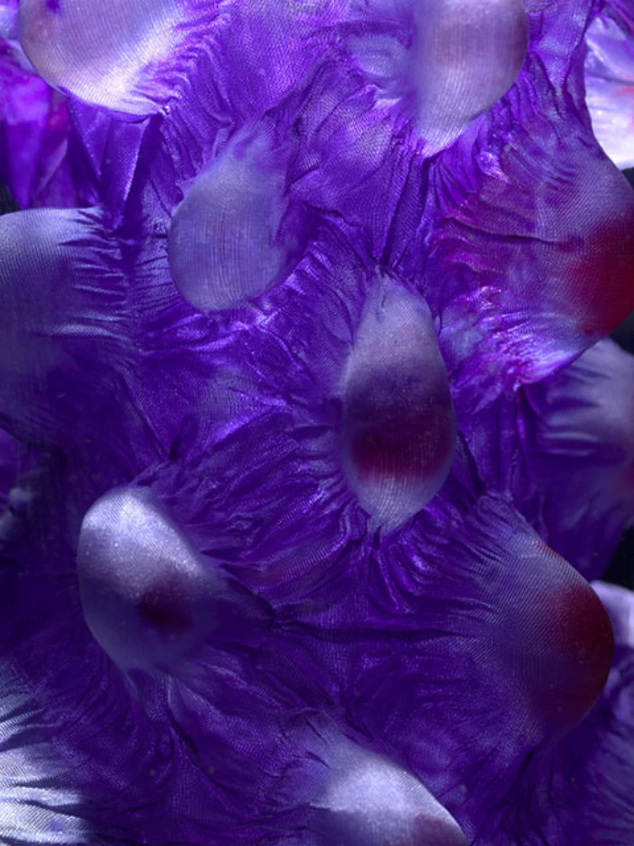 Zuilen — foto 6